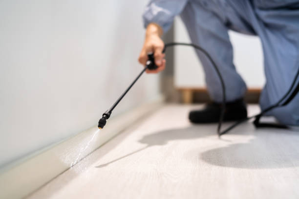 Licensed Ant Control service in Anderson, CA - Show Me Pest Control